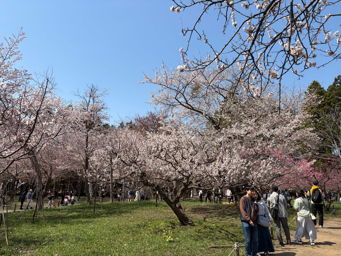 【札幌の春】桜と梅が同時に咲く札幌のお花見🌸