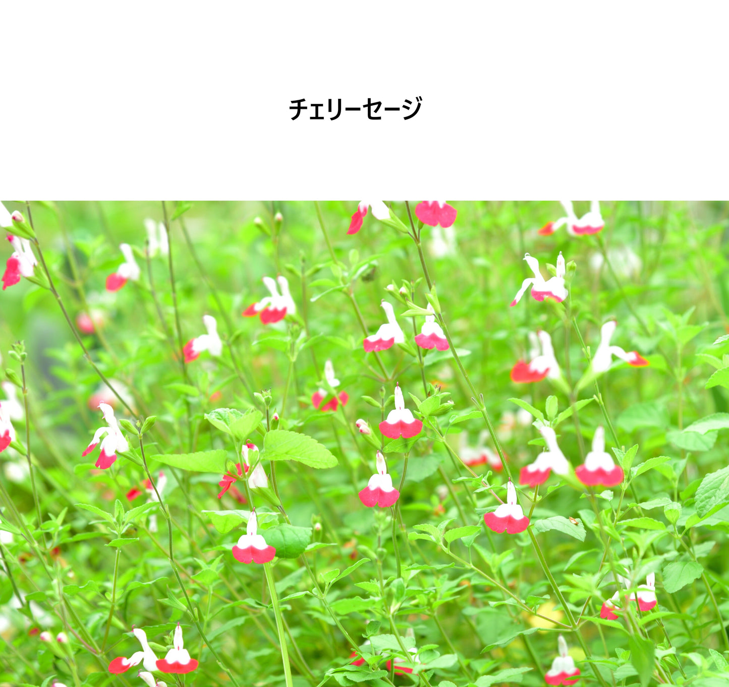[Michelle Machoto]  ミッシェルマコット チェリーセージ柄 ロング ワイド ギャザー エプロン D-0008