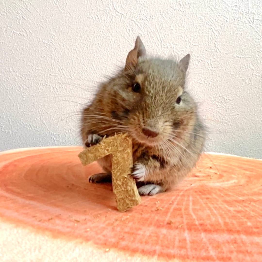 えん麦のカスタムクッキー【小動物用オーツ麦100%おやつ】