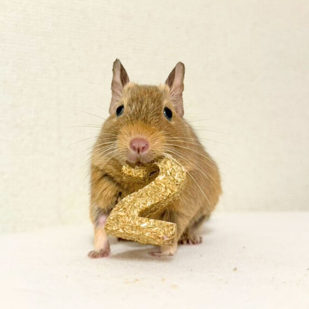えん麦のカスタムクッキー【小動物用オーツ麦100%おやつ】