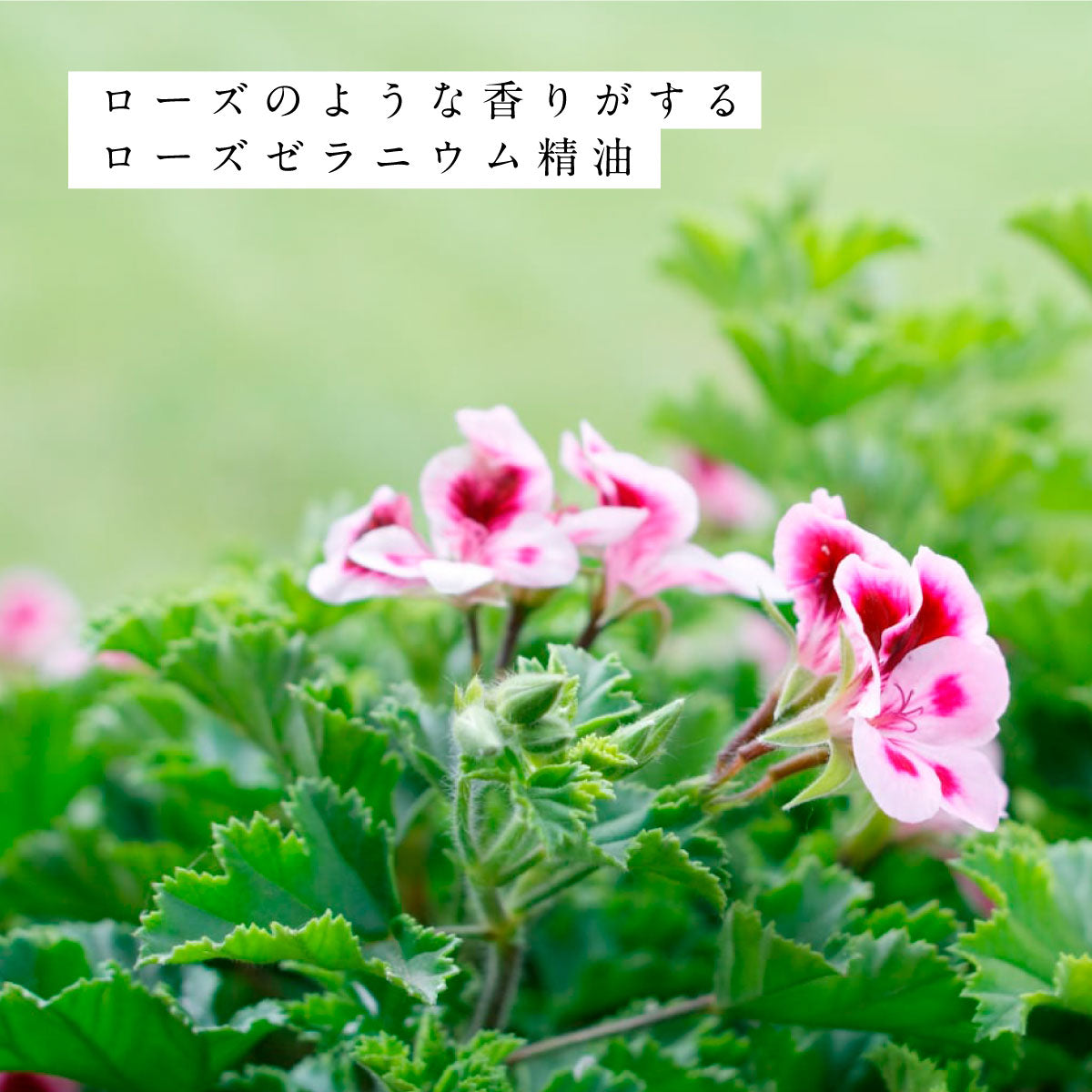 hiroha マルチバーム 15g さくらひのき