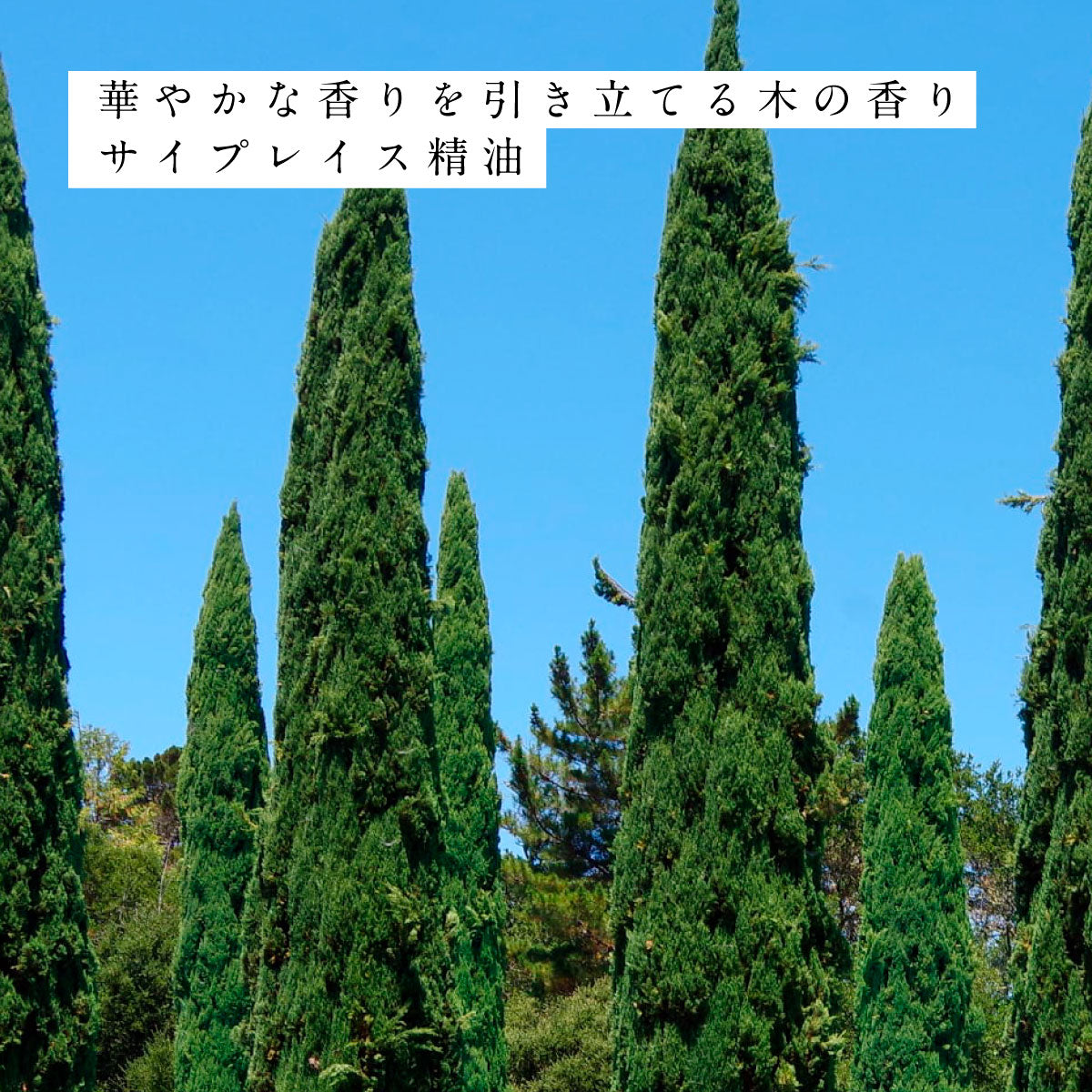 hiroha マルチバーム 15g ラベンダーホーリーフ