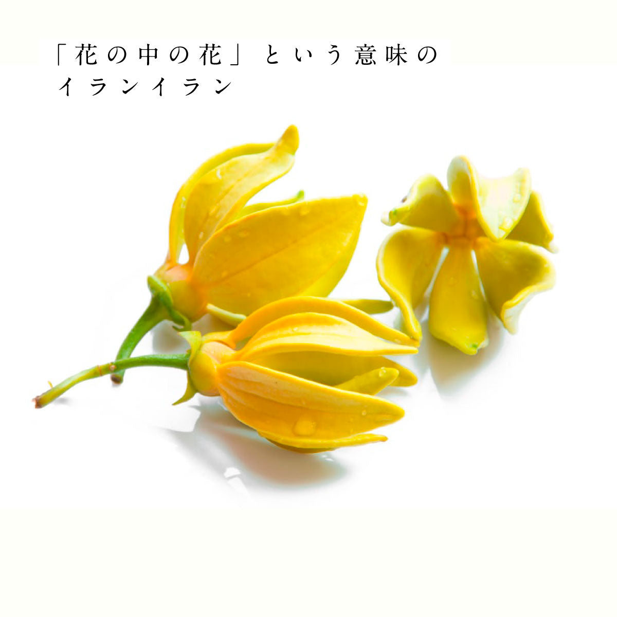 hiroha マルチバーム 15g ひばサンダルウッド