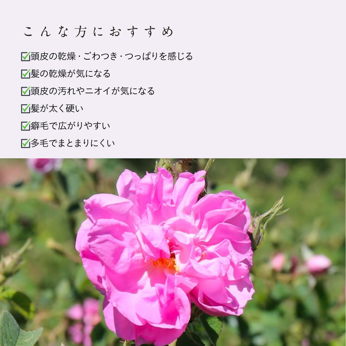 ROSE DE MARRAKECH ヘアコンディショナー プレミアム 400g