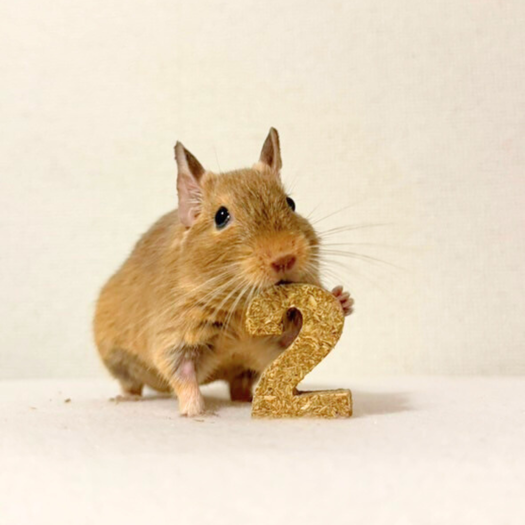 えん麦のカスタムクッキー【小動物用オーツ麦100%おやつ】