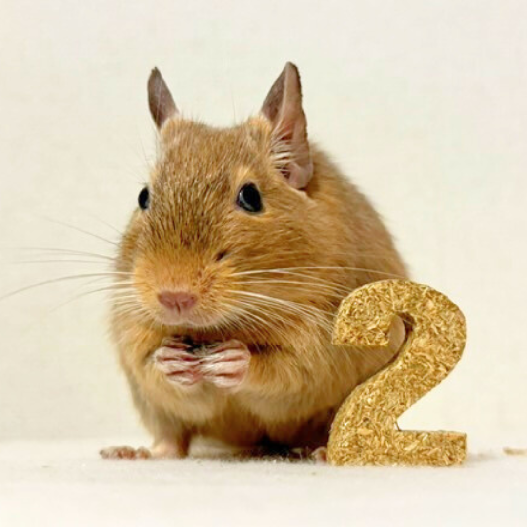 えん麦のカスタムクッキー【小動物用オーツ麦100%おやつ】