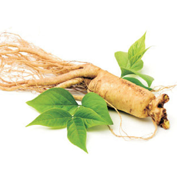 高麗人参茶 (紙箱) 100包 健康茶
