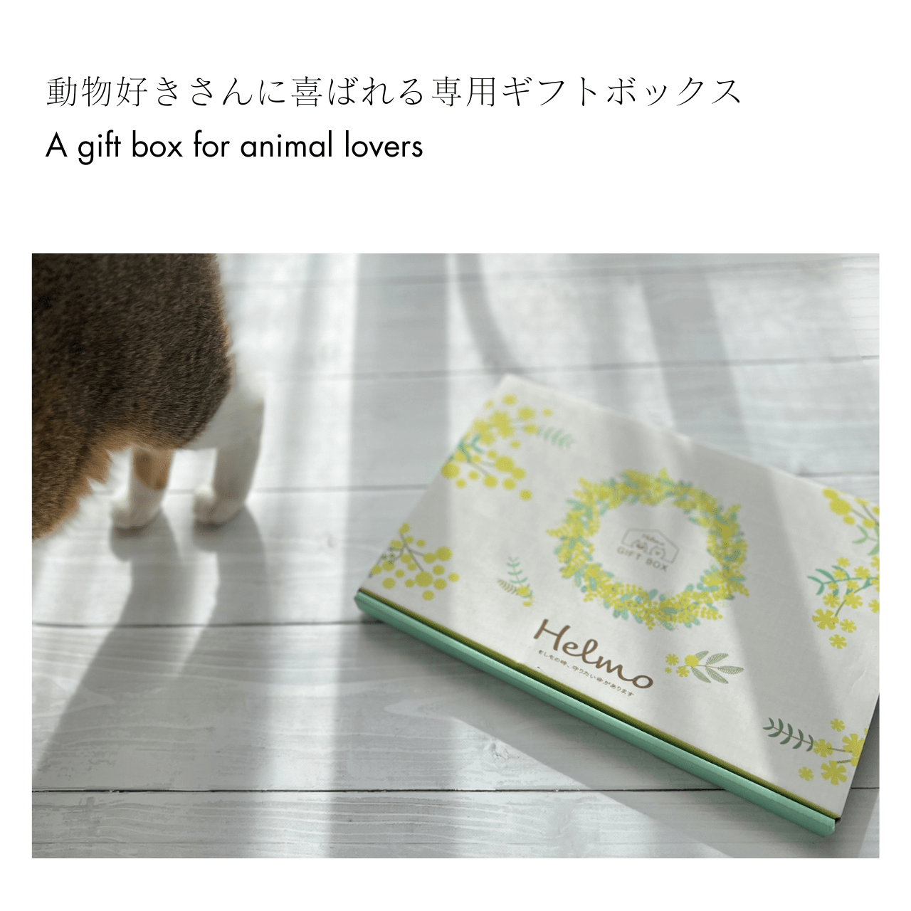 ねことの暮らし安心BOX｜ギフトにもおすすめ！大切な猫のための準備セット