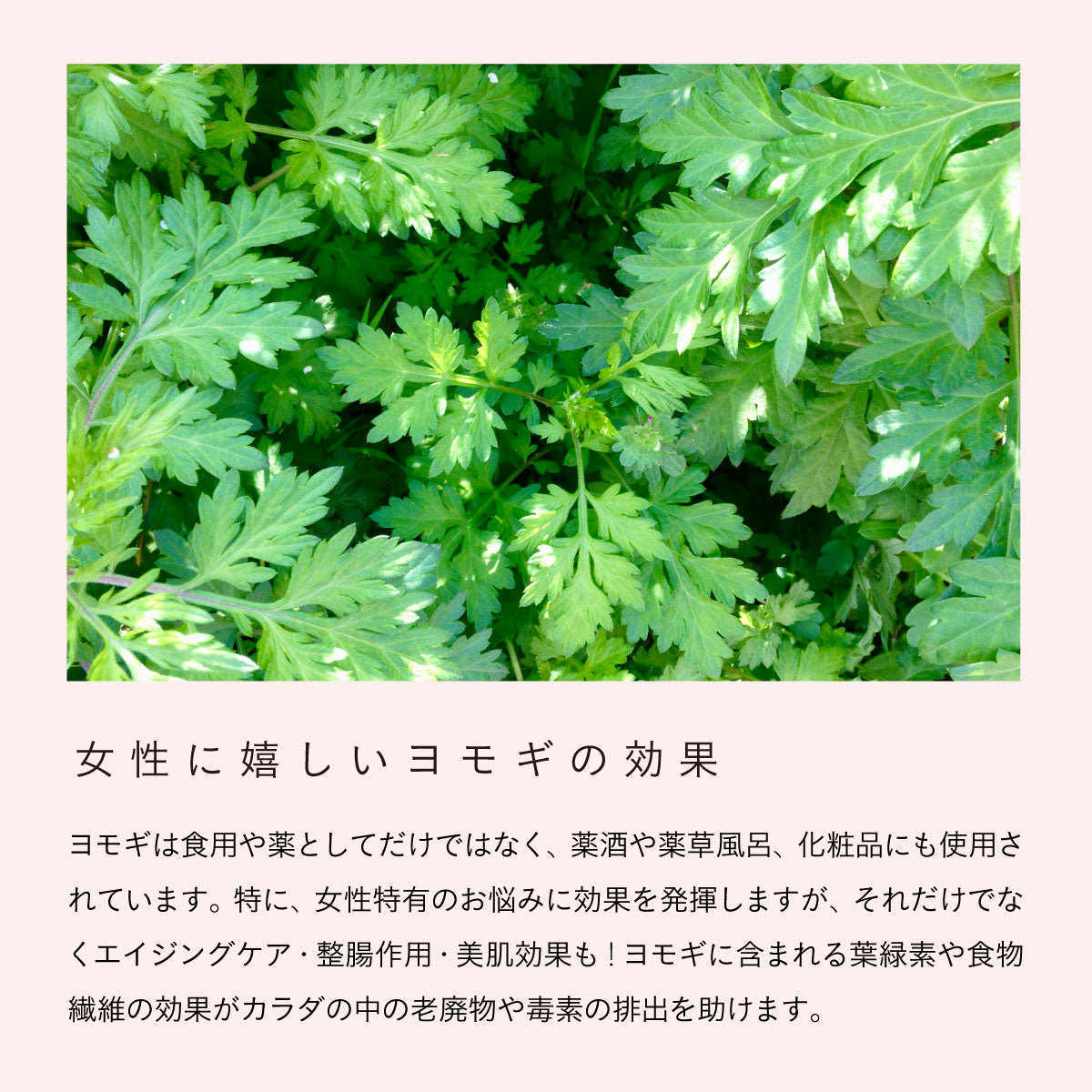無農薬よもぎと天然ハーブのブレンド -香湯- no.4 Spice flow